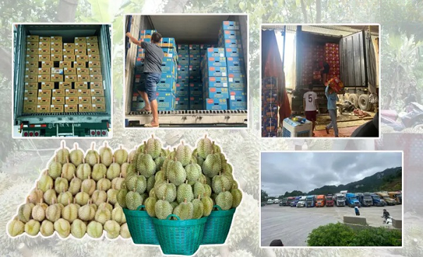 Vận chuyển sầu riêng bằng container lạnh
